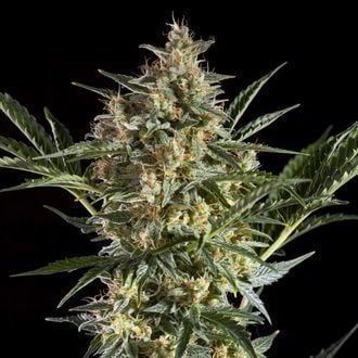 Sleepy Yoda Auto (Philosopher Seeds) feminized