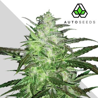 Auto Chemdog (Auto Seeds) Feminisiert