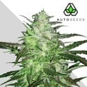 Auto Chemdog (Auto Seeds) Feminisiert