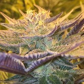 CBD Girl Scout Cookies (CBD Crew) Feminisiert