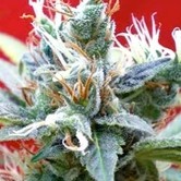 Claustrum (Positronics) feminized