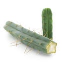 Kaktus der Vier Winde (Echinopsis lageniformis forma quadricostata)