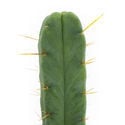 Cactus of the Four Winds (Echinopsis lageniformis forma quadricostata)