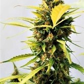 Critical Express (Positronics) feminized