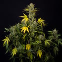 Monster Dwarf Autoflower (Zamnesia Seeds) feminized