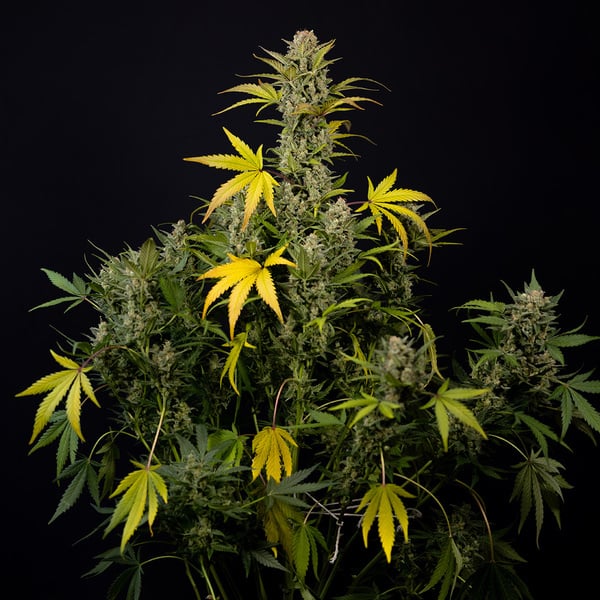 Monster Dwarf Autoflower (Zamnesia Seeds) feminized