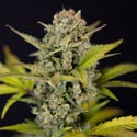 Monster Dwarf Autoflower (Zamnesia Seeds) feminized