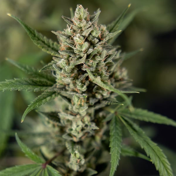 Monster Dwarf Autoflower (Zamnesia Seeds) feminized