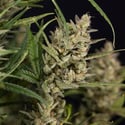 Monster Dwarf Autoflower (Zamnesia Seeds) feminized