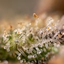 Monster Dwarf Autoflower (Zamnesia Seeds) feminized