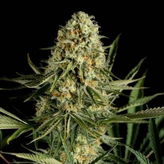 Critical Cheese (Dinafem) Feminisiert