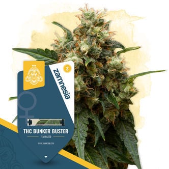 THC Bunker Buster (Zamnesia Seeds) feminized