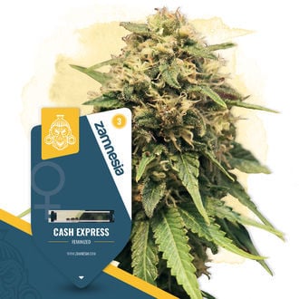 Cash Express (Zamnesia Seeds) feminized