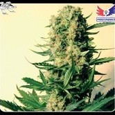 Critical 47 (Positronics) feminized