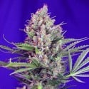 Cream Mandarine - F1 Fast Version (Sweet Seeds) feminisiert