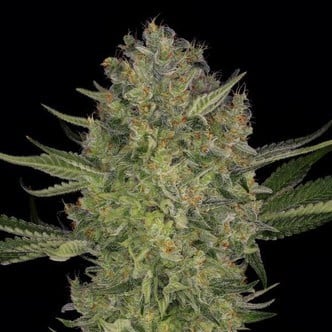 Serious Kush (Serious Seeds) feminisiert