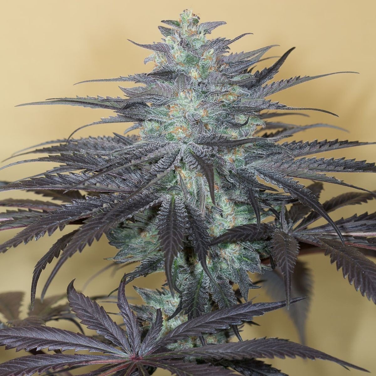 Bubba Kush Feminisiert (Humboldt Seed Company)