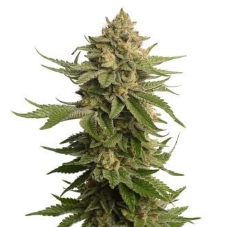 AK-OG Kush (Amsterdam Genetics) feminized