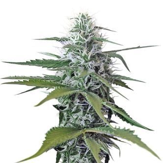 Kosher Tangie Kush (Amsterdam Genetics) feminized