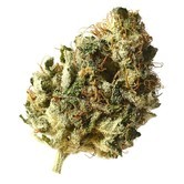 Kosher Choco Kush (Amsterdam Genetics) feminized