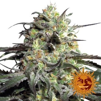 Peyote Cookies (Barney’s Farm) feminisiert