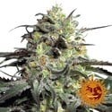 Peyote Cookies (Barney’s Farm) feminisiert