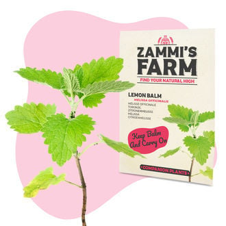 Lemon Balm (Melissa officinalis) Buddy Pack