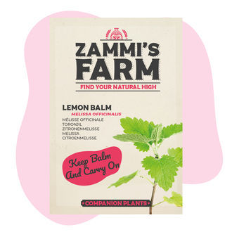 Lemon Balm (Melissa officinalis) Buddy Pack