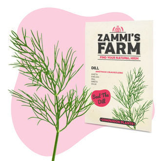 Dill (Anethum graveolens) Buddy Pack