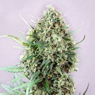 Jack Diesel (Positronics) feminized