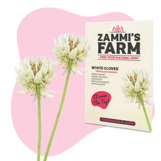 White Clover (Trifolium repens) Buddy Pack