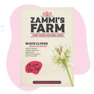 White Clover (Trifolium repens) Buddy Pack