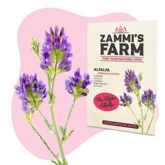 Luzerne (Medicago sativa) Buddy Pack