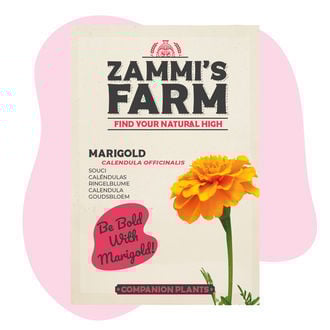 Marigold (Calendula officinalis) Buddy Pack