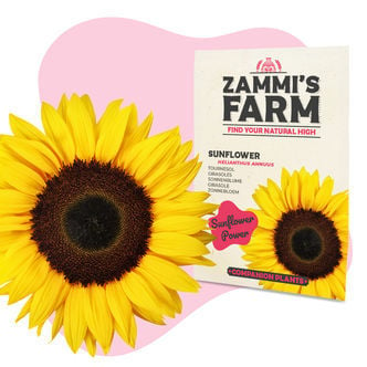 Sunflower (Helianthus annuus) Buddy Pack