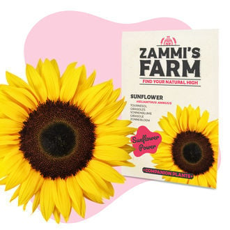 Sonnenblume (Helianthus annuus) Buddy Pack