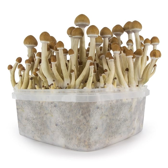 Extreme Xl Supa Gro 100 Golden Teacher Magic Mushrooms Zamnesia