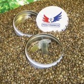 Sativa Collection Pack (Positronics) feminized