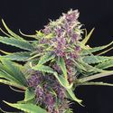 Purple Kush (Kannabia) Feminisiert