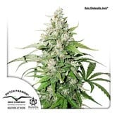 Auto Cinderella Jack (Dutch Passion) feminized