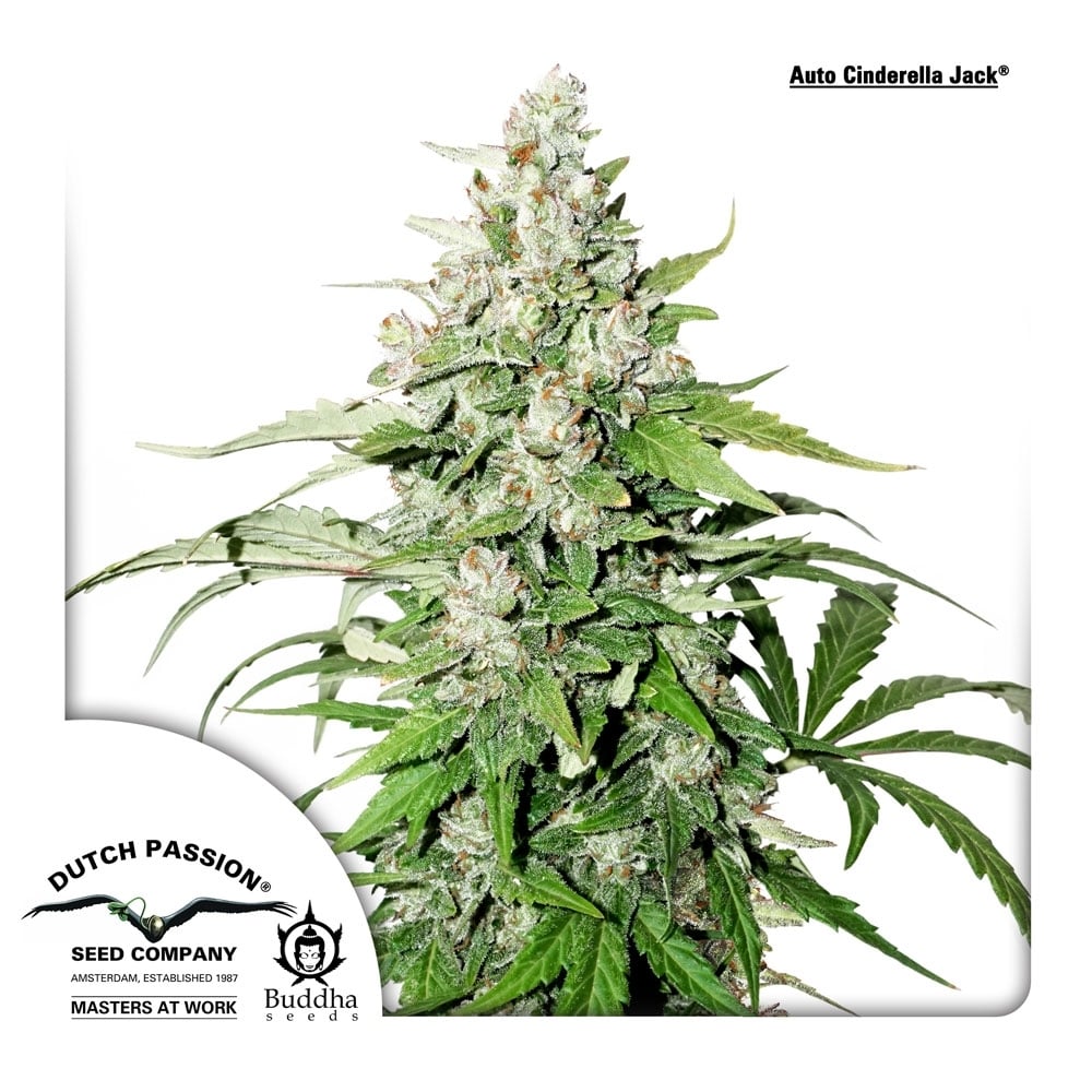 Auto Cinderella Jack (Dutch Passion) feminisiert