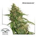 CBD Auto Compassion Lime (Dutch Passion) feminized