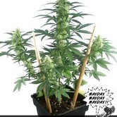 Mayday Express (Positronics) feminized