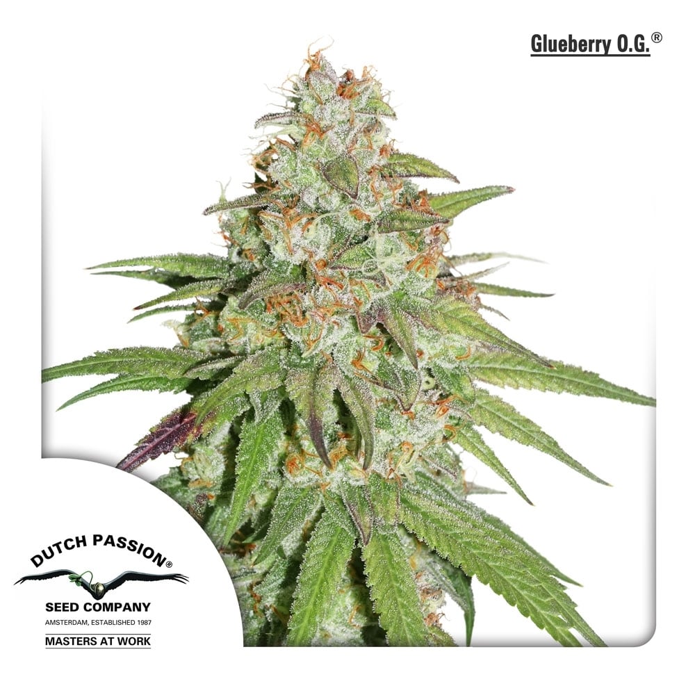 Glueberry OG Feminisiert (Dutch Passion)