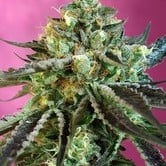 Sweet Nurse Auto CBD (Sweet Seeds) feminized