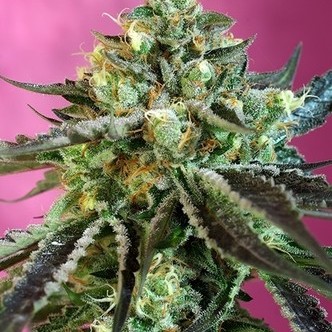 Sweet Nurse Auto CBD (Sweet Seeds) feminized