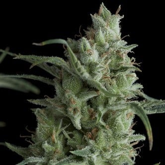 Auto Kryptonite (Pyramid Seeds) feminized