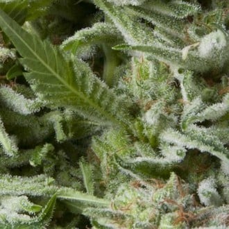 Auto Alpujarreña (Pyramid Seeds) feminized