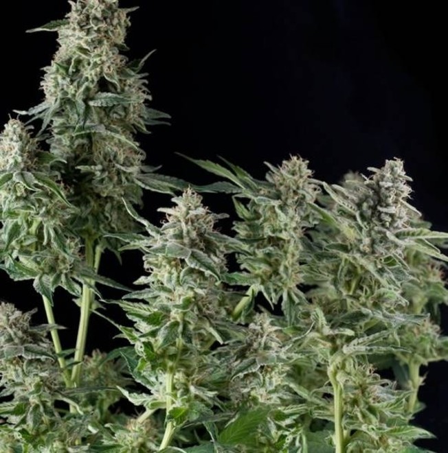 Northern Lights Pyramid Seeds Feminized