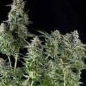 Northern Lights (Pyramid Seeds) feminisiert